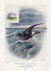 Storm Petrel