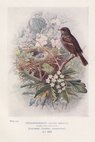 Hedge Sparrow