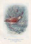 Corncrake