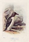 Razorbill