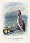 Great Crested Grebe