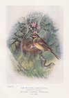 Cirl Bunting