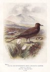 Arctic Skua