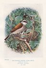 Red Backed Shrike