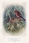 Lesser Redpoll