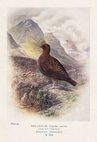 Red Grouse