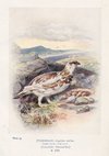 Ptarmigan