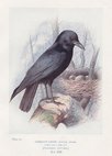 Carrion Crow