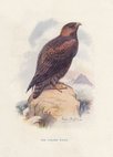 Golden Eagle