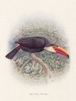 Toco Toucan