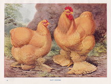 Poultry: Buff Cochins