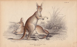 Great Grey Kangaroo