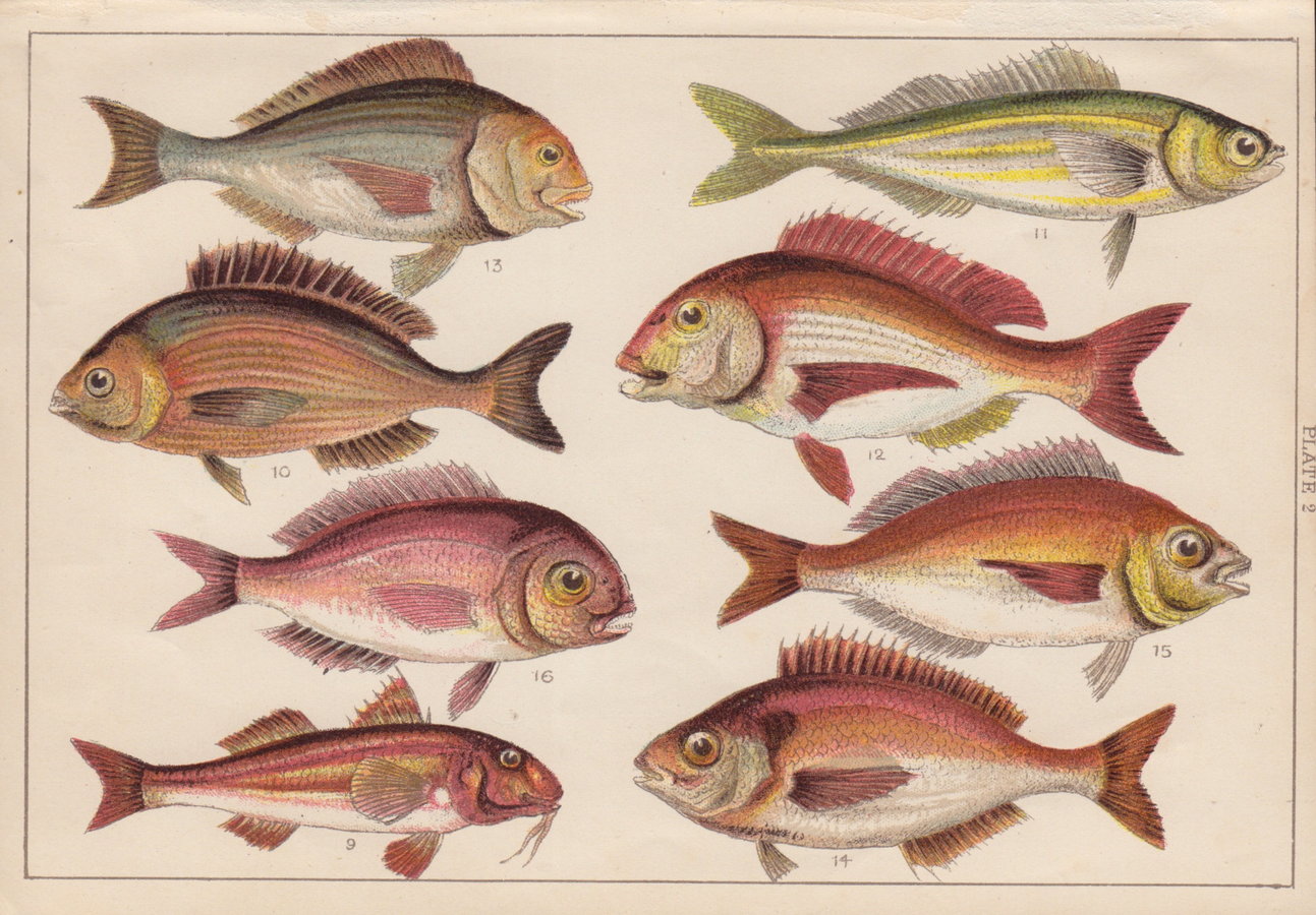 Mullet & Bream