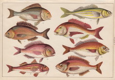 Mullet & Bream