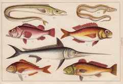 Swordfish