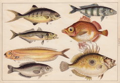 Mackerel, John Dory