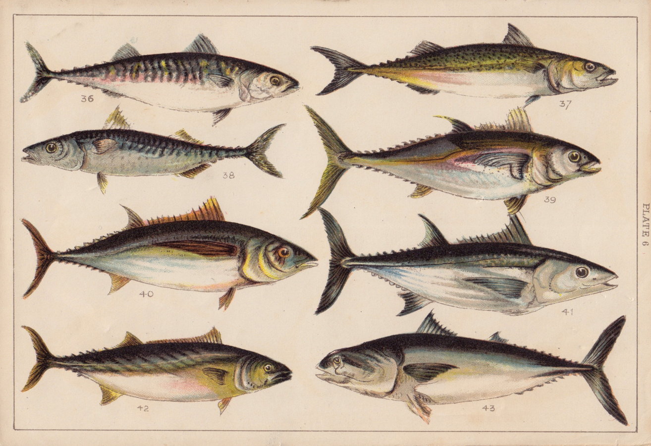 Mackerel & Tunny