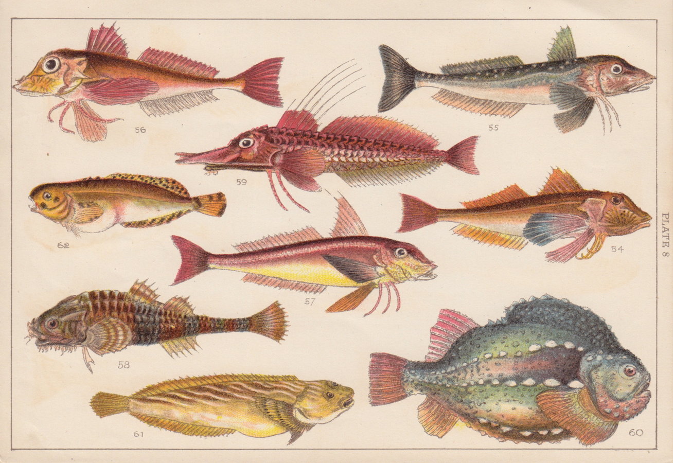 Gurnard