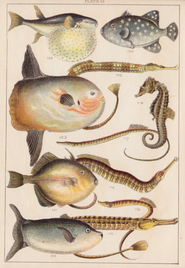 Trigger Fish, Sun Fish