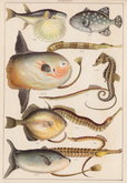 Trigger Fish, Sun Fish