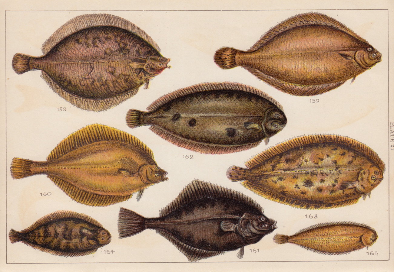 Sole, Dab, Flounder.