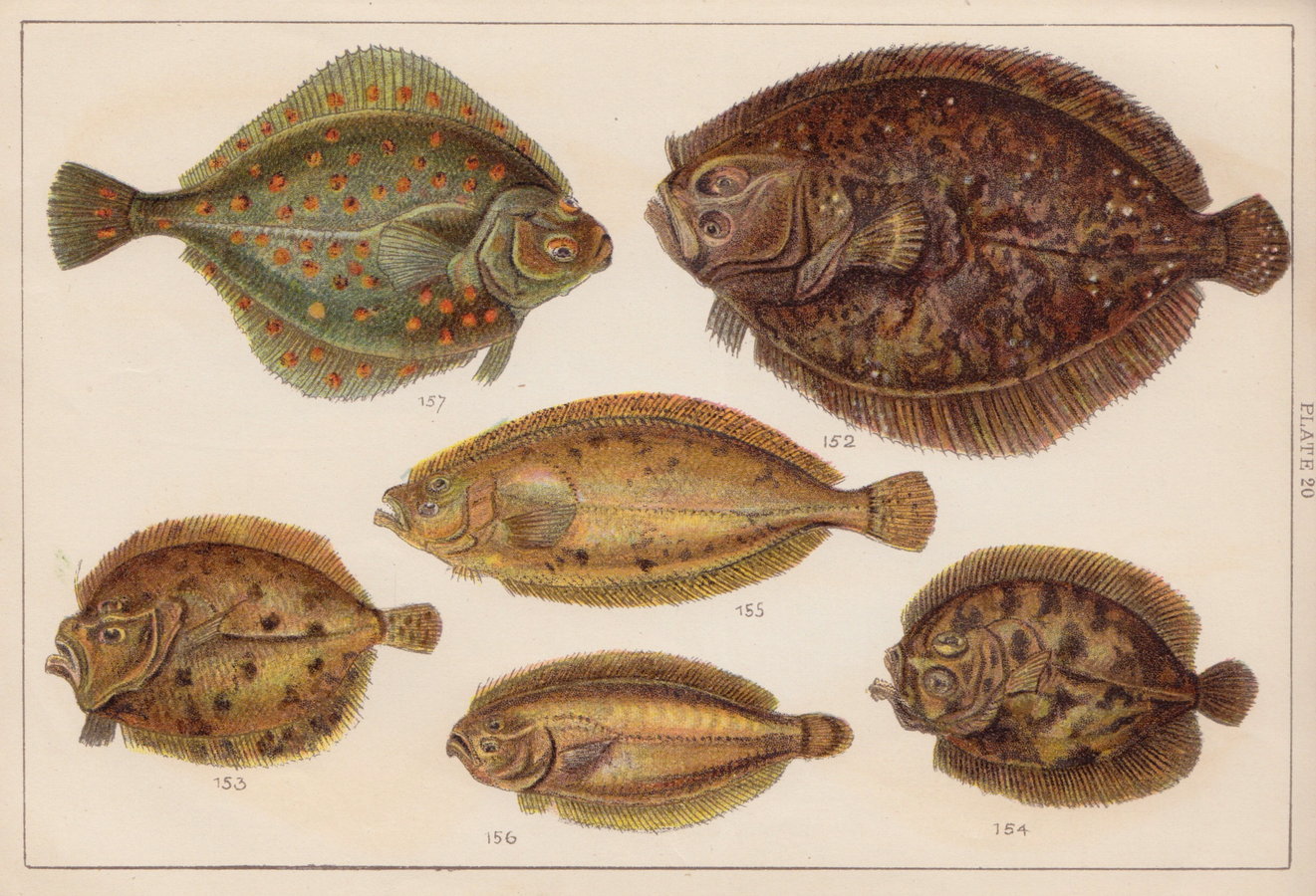 Plaice, Brill.
