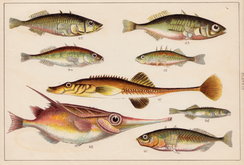 Stickleback & Trumpet Fish