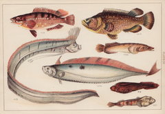 Sucker & Ribbon Fish
