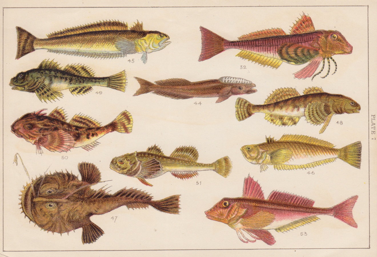 Weever & Angler