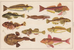 Weever & Angler
