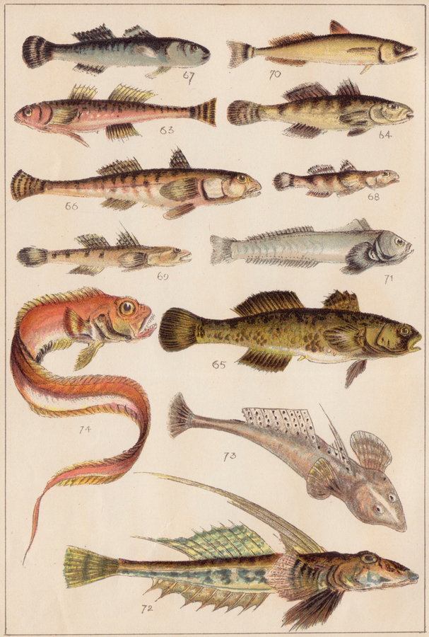 Goby & Red Band Fish