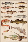 Goby & Red Band Fish