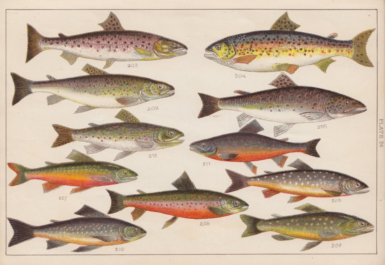Trout & Char