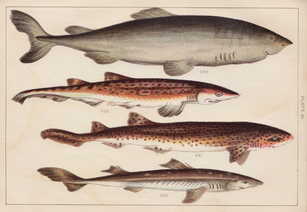 Shark & Dogfish