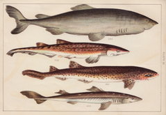 Shark & Dogfish