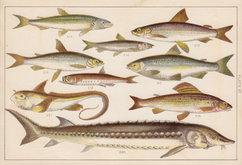 Salmon & Sturgeon