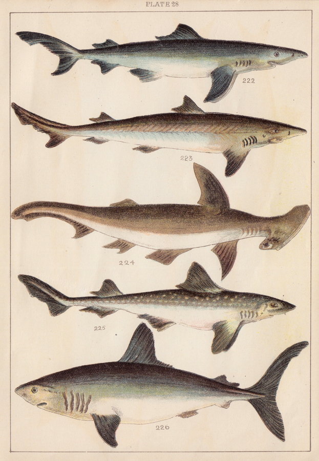 Shark