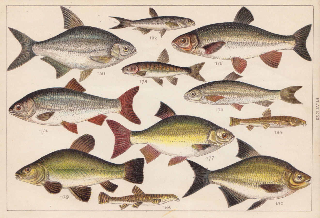 Roach Rudd Tench Bream
