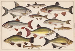 Roach Rudd Tench Bream