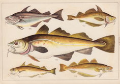 Cod Haddock Whiting