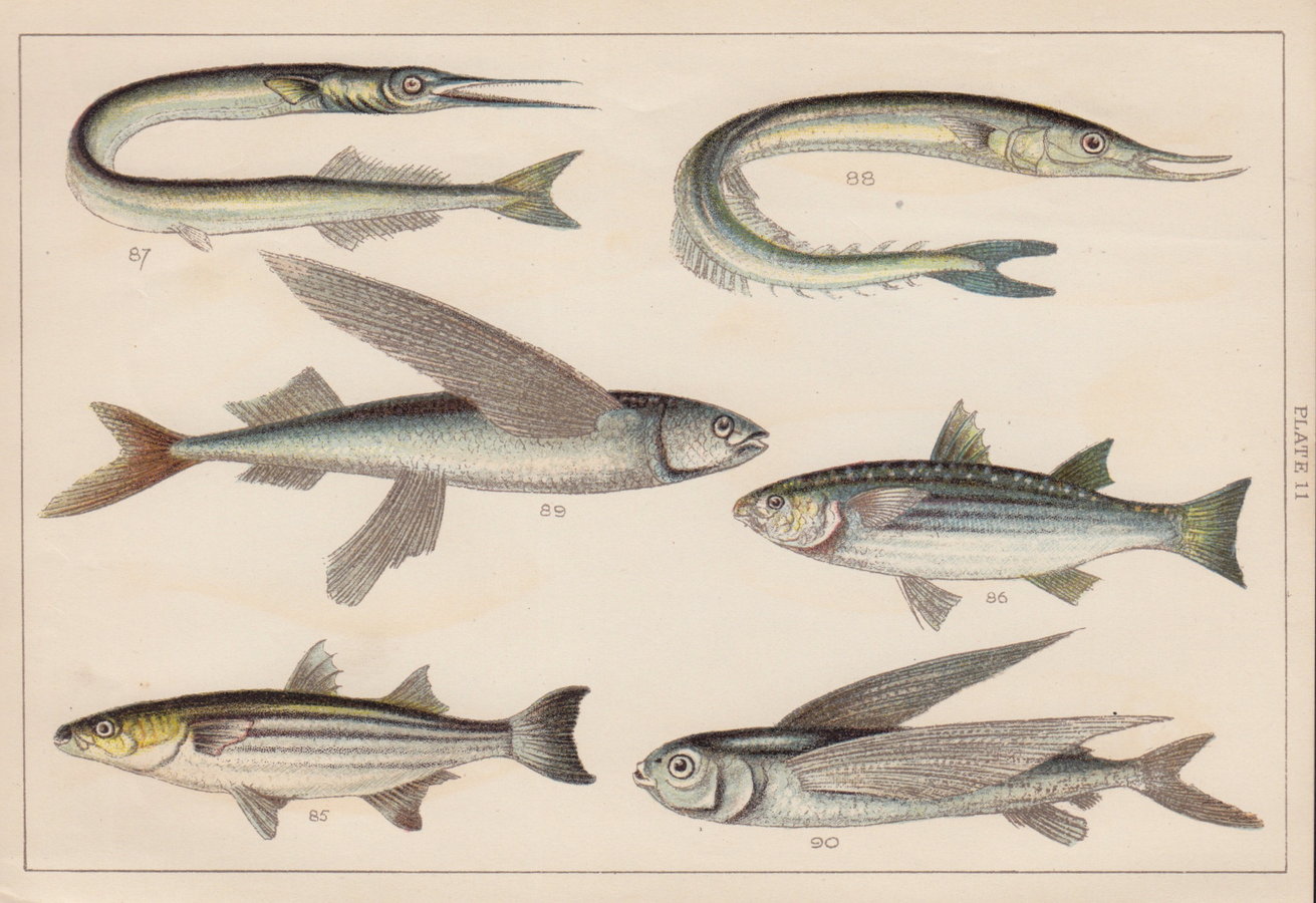 Mullet Garfish Skipper Flying Fish