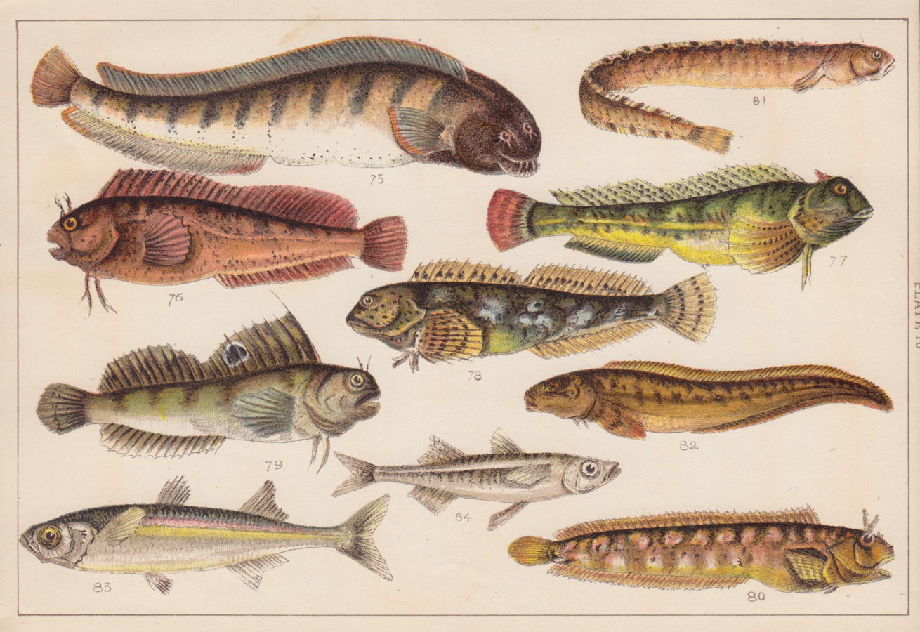 Cat Fish & Blenny