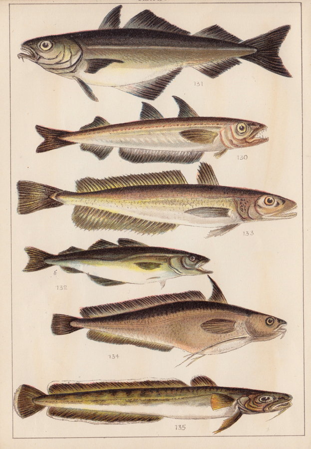Pollack Hake Ling