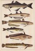 Pollack Hake Ling