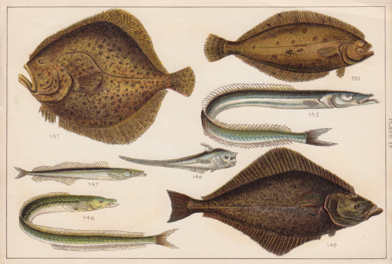 Turbot Halibut Dab Eel