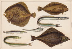 Turbot Halibut Dab Eel