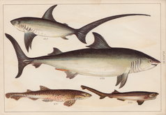 Shark Hound