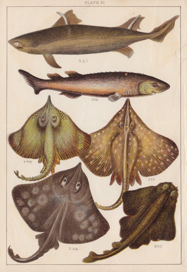 Shark Monkfish Skate
