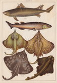 Shark Monkfish Skate