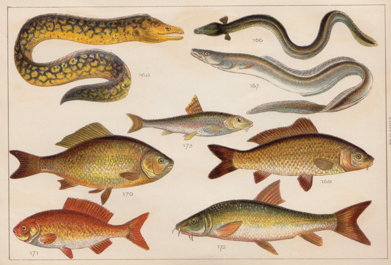 Eel Carp Barbel Gudgeon